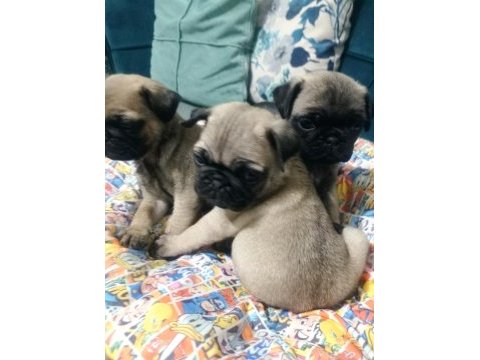 Pug mops yavrularımız