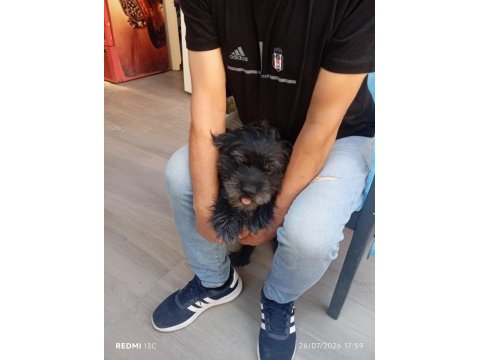 Köpeğimizi eşleştirmek istiyoruz