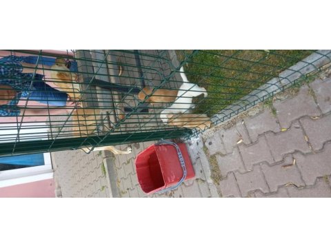 Ücretsiz yavru köpekler