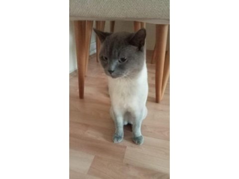 Blue point erkek 7 aylık british longhair