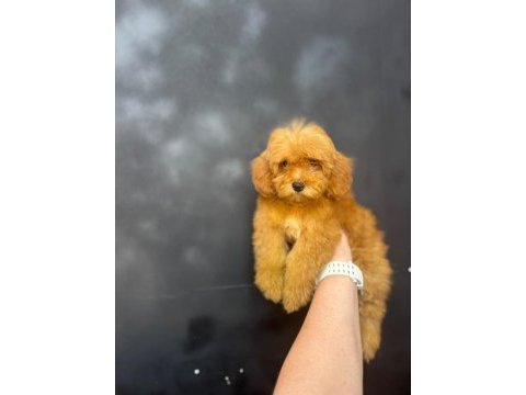 Maltipoo yavrularımız