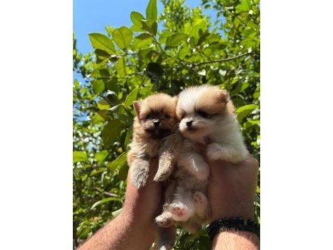 Safkan pomeranian yavrularım sağlık ve ırk garantilidir
