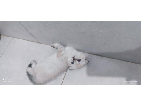 Scottish fold kedimiz