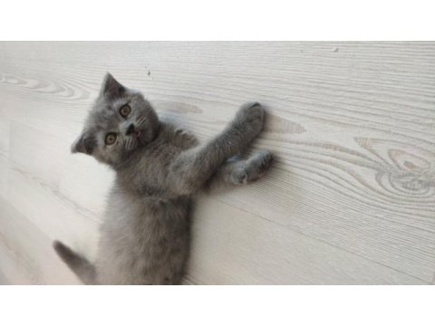 Oynak ve sağlıklı yavru kedimiz