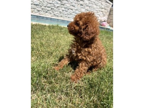 Toy poodle yavrumuz yeni ailesini arıyor