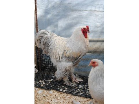 Lavender brahma kuluçkalık yumurta & civciv