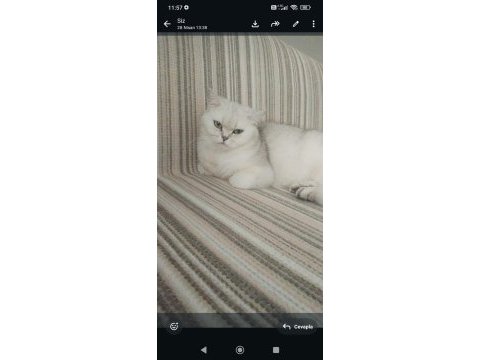 Ücretsiz sahiplendirme 15 aylık british shorthair