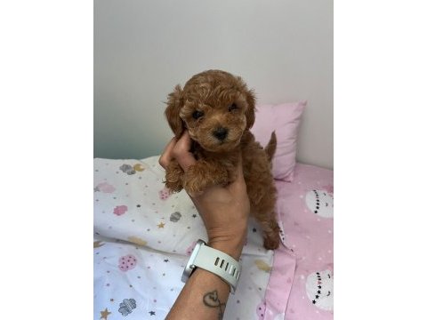 Anne maltipoo baba toy poodle köpeğimiz