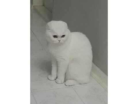 Acil dişi scottish fold