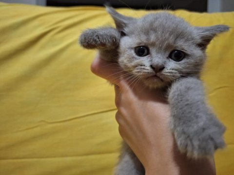 Safkan british shorthair yavruları