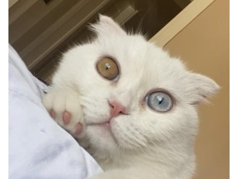 Ücretsiz scottish fold eyes 3,5 yaş