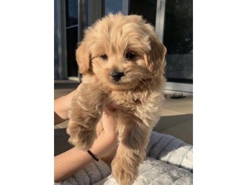 Ayıcık suratlı maltipoo