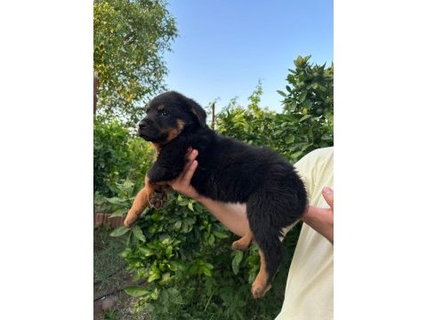 Antalya rottweiler