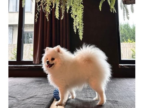 2 yaşında dişi pomeranian