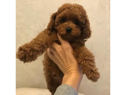 Kaliteli toy poodle yavruları
