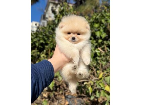 2 aylık oyuncu pomeranian