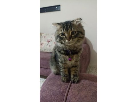 Scottish fold 2.5 aylık