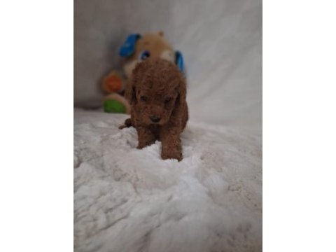 Acele edene dişi ve erkek toy poodle yavrular