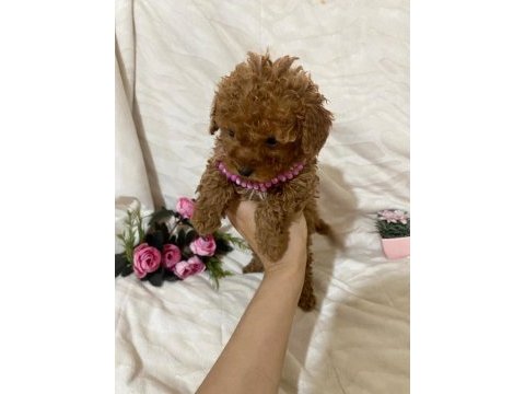 Cici kızımız toy poodle