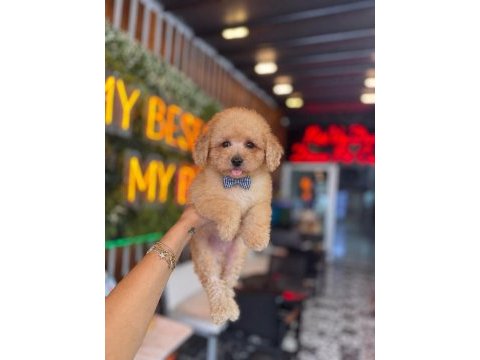 Hep küçük kalmasını isteyenler için poodle