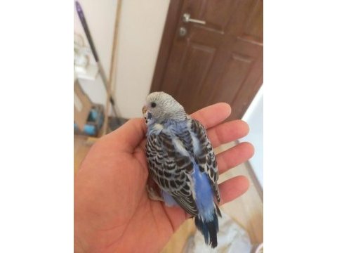 25 günlük civarı iri boy yavru muhabbet kuşları