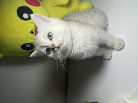 Safkan british shorthair dişi yavru