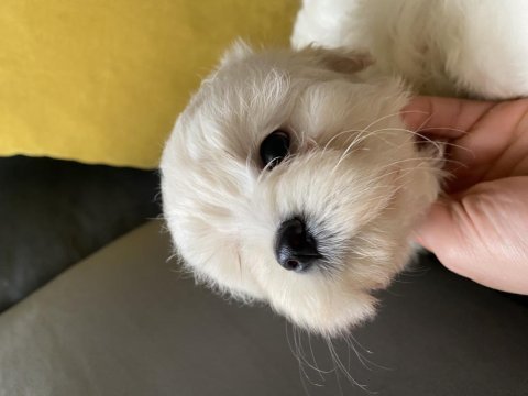 Mini boy show kalitede safkan maltese terrier