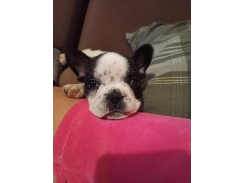 1,5 aylık dişi french bulldog yavrularımız