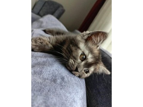 British shorthair iki aylık yavru