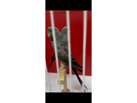 Black face ve çeşitli kuşlar