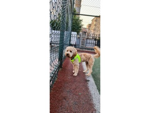 Cockapoo 1.5 yaşında erkek