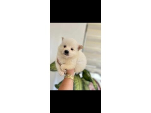 Sevimli suratlar maltipoo
