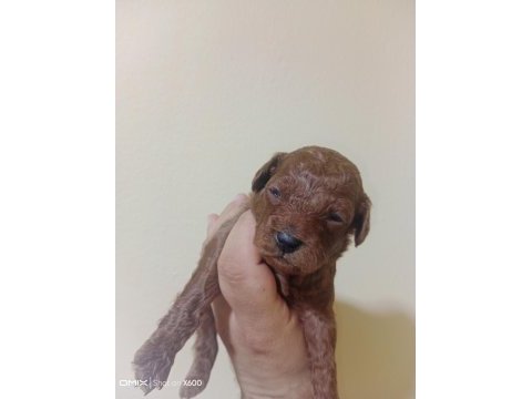 25 haziran da teslime hazır akıl küpleri poodle