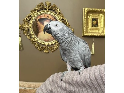 100 kelime konuşan maskot jako papağanı