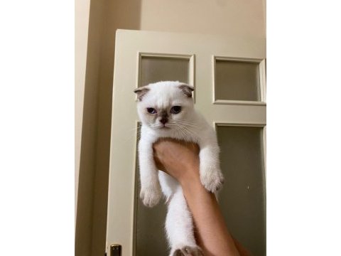 Scottish fold üç aylık
