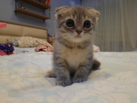 Bursa yavru british shorthair