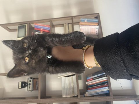 British shorthair ender renkli iki yavrumuz