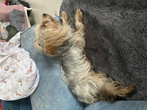 Yorkshire terrier kızımızı sahiplendireceğiz