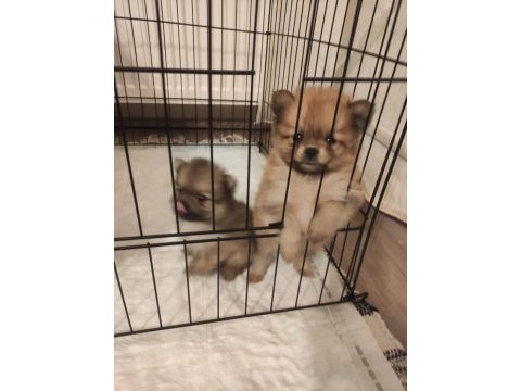 Adanadan pomeranian yavrularımız