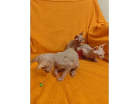 Sphynx home kedisi