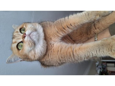 4 yaşında kısır dişi kedimi sahiplendiriyorum