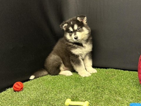 Kutuplardan gelen güzellik alaskan malamute yavruları