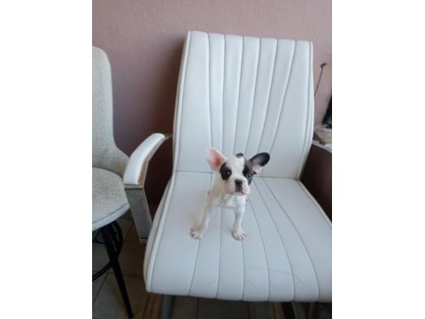 Orjinal french bulldog merle yavrumuz
