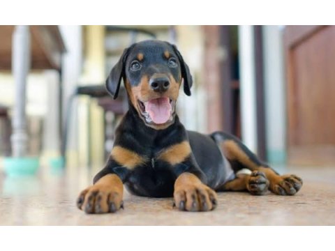 Irkının en iyisi doberman yavrular kapıda ödeme mevcut