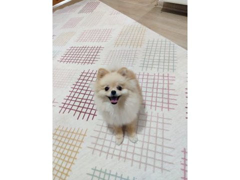 Pomeranian boo mini boy