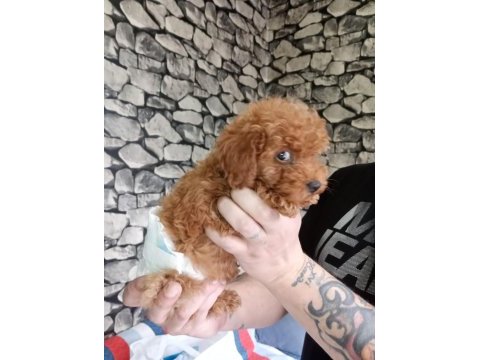 70 günlük poodle