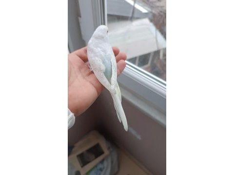 Yeni yeme düşmüş muhabbet kuşu yavrular