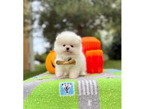 Orjinal pomeranian boo yavrumuz 