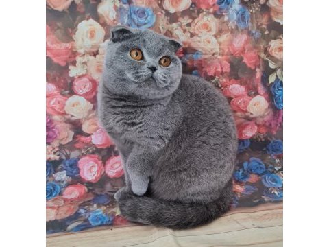 Scottish fold yavrular sahibinden