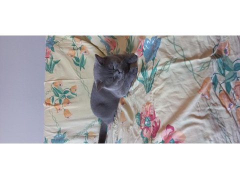 Yetişkin erkek british shorthair